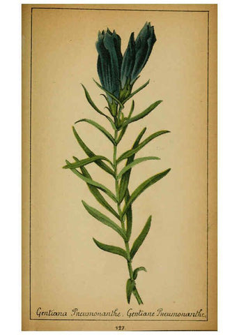 Reproducción/Reproduction 6032234840: Choix de plantes de l'Europe centrale et particulièrement de la Suisse et de la Savoie Genève,F. Richard,1878