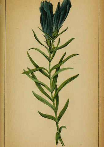 Reproducción/Reproduction 6032234840: Choix de plantes de l'Europe centrale et particulièrement de la Suisse et de la Savoie Genève,F. Richard,1878
