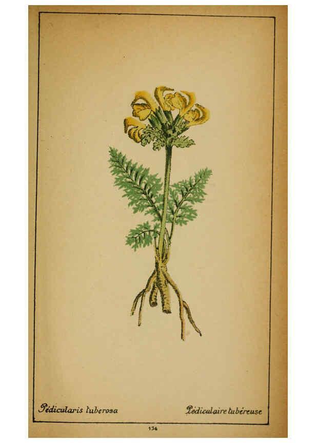Reproducción/Reproduction 6032236568: Choix de plantes de l'Europe centrale et particulièrement de la Suisse et de la Savoie Genève,F. Richard,1878