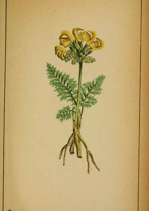 Reproducción/Reproduction 6032236568: Choix de plantes de l'Europe centrale et particulièrement de la Suisse et de la Savoie Genève,F. Richard,1878
