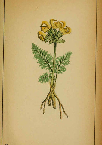 Reproducción/Reproduction 6032236568: Choix de plantes de l'Europe centrale et particulièrement de la Suisse et de la Savoie Genève,F. Richard,1878