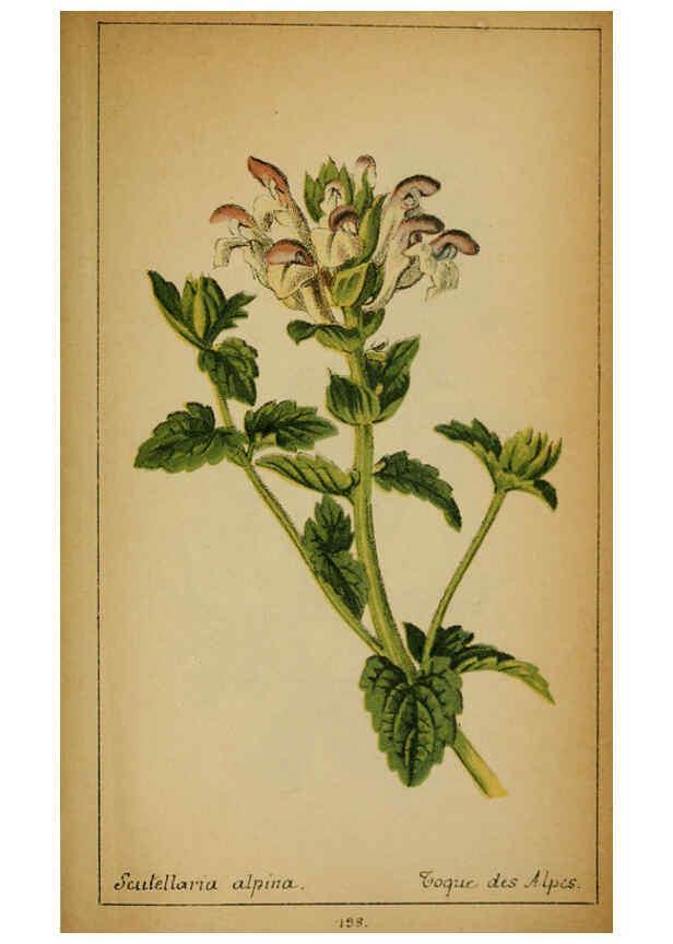 Reproducción/Reproduction 6032237054: Choix de plantes de l'Europe centrale et particulièrement de la Suisse et de la Savoie Genève,F. Richard,1878