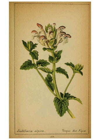 Reproducción/Reproduction 6032237054: Choix de plantes de l'Europe centrale et particulièrement de la Suisse et de la Savoie Genève,F. Richard,1878
