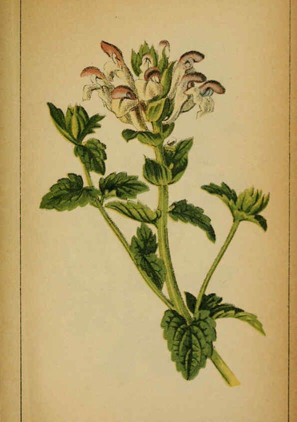 Reproducción/Reproduction 6032237054: Choix de plantes de l'Europe centrale et particulièrement de la Suisse et de la Savoie Genève,F. Richard,1878
