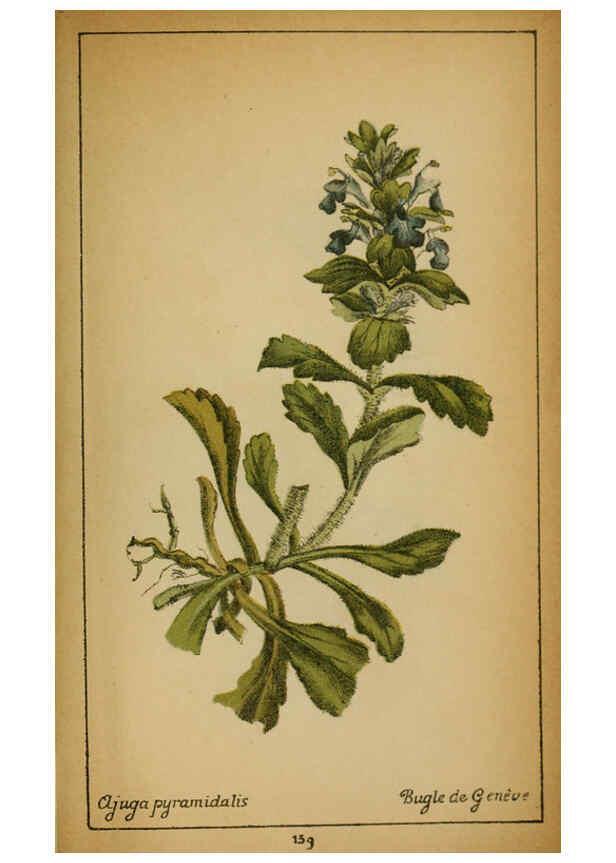 Reproducción/Reproduction 6031679215: Choix de plantes de l'Europe centrale et particulièrement de la Suisse et de la Savoie Genève,F. Richard,1878