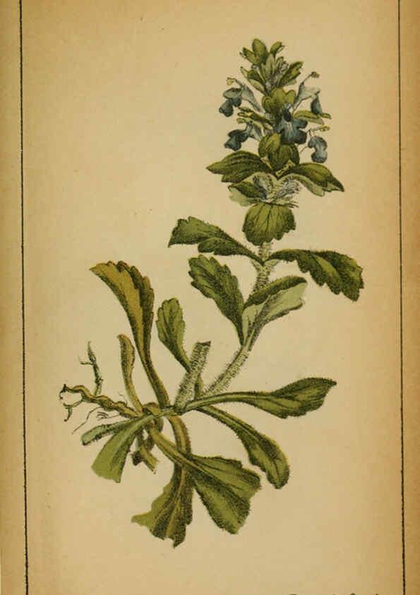 Reproducción/Reproduction 6031679215: Choix de plantes de l'Europe centrale et particulièrement de la Suisse et de la Savoie Genève,F. Richard,1878