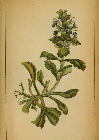 Reproducción/Reproduction 6031679215: Choix de plantes de l'Europe centrale et particulièrement de la Suisse et de la Savoie Genève,F. Richard,1878