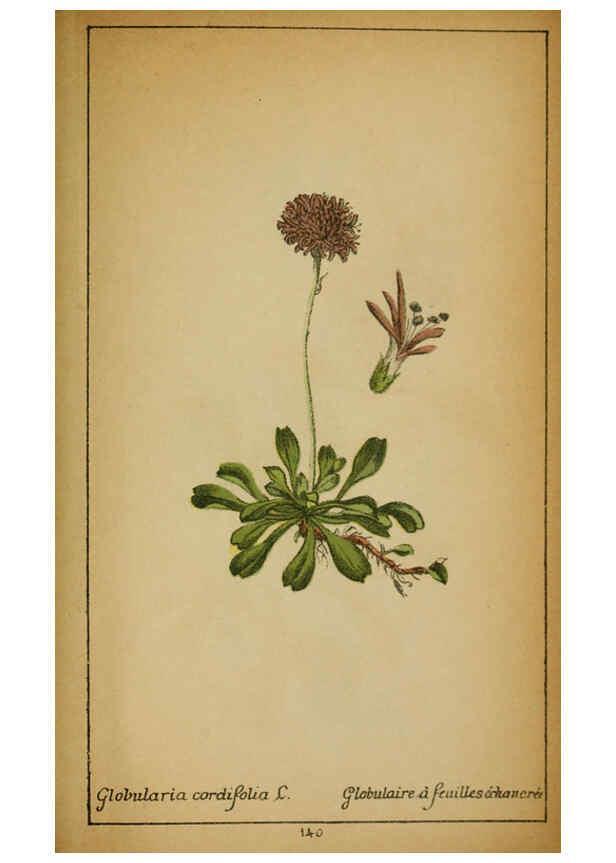Reproducción/Reproduction 6031679433: Choix de plantes de l'Europe centrale et particulièrement de la Suisse et de la Savoie Genève,F. Richard,1878