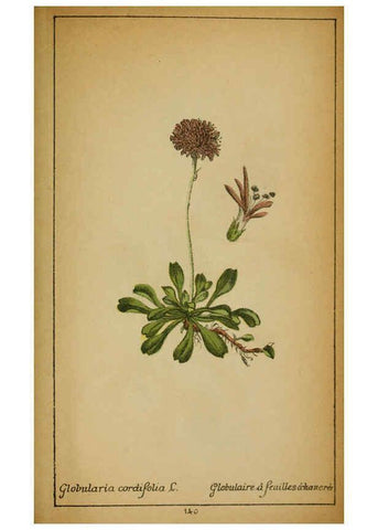 Reproducción/Reproduction 6031679433: Choix de plantes de l'Europe centrale et particulièrement de la Suisse et de la Savoie Genève,F. Richard,1878