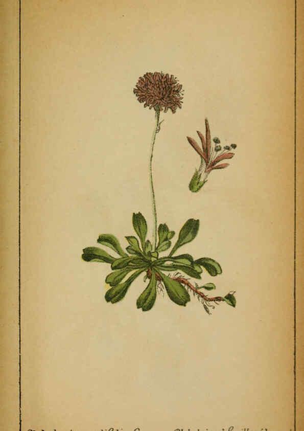 Reproducción/Reproduction 6031679433: Choix de plantes de l'Europe centrale et particulièrement de la Suisse et de la Savoie Genève,F. Richard,1878