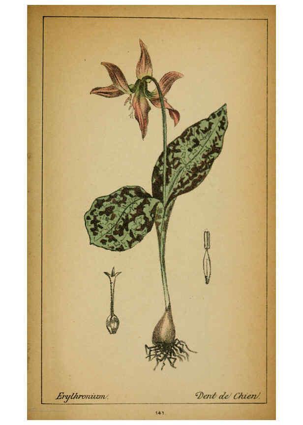 Reproducción/Reproduction 6032237890: Choix de plantes de l'Europe centrale et particulièrement de la Suisse et de la Savoie Genève,F. Richard,1878