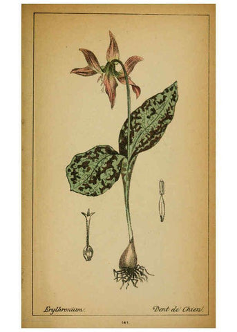 Reproducción/Reproduction 6032237890: Choix de plantes de l'Europe centrale et particulièrement de la Suisse et de la Savoie Genève,F. Richard,1878