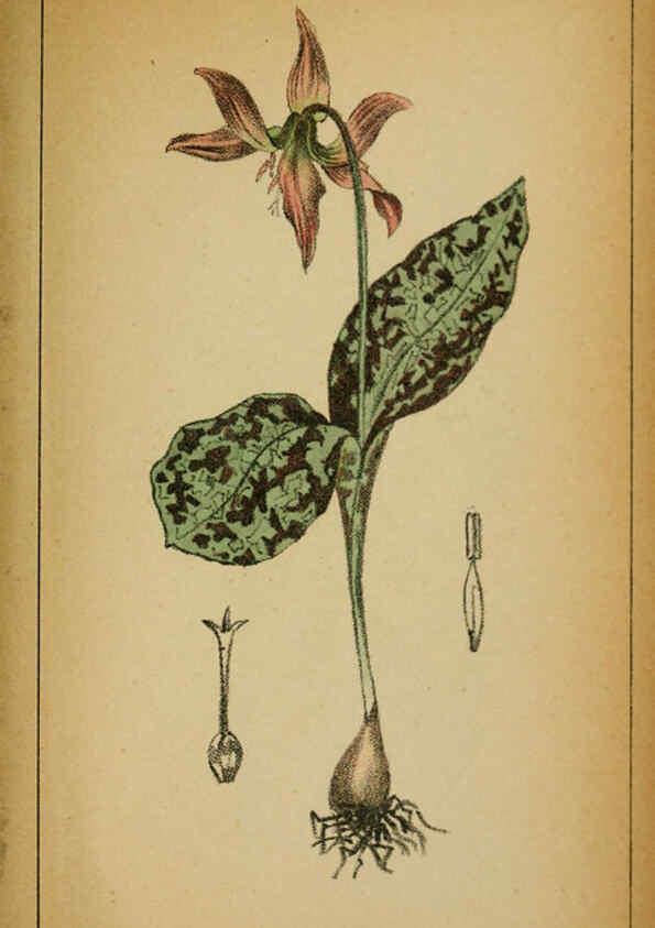 Reproducción/Reproduction 6032237890: Choix de plantes de l'Europe centrale et particulièrement de la Suisse et de la Savoie Genève,F. Richard,1878