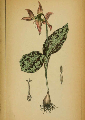 Reproducción/Reproduction 6032237890: Choix de plantes de l'Europe centrale et particulièrement de la Suisse et de la Savoie Genève,F. Richard,1878