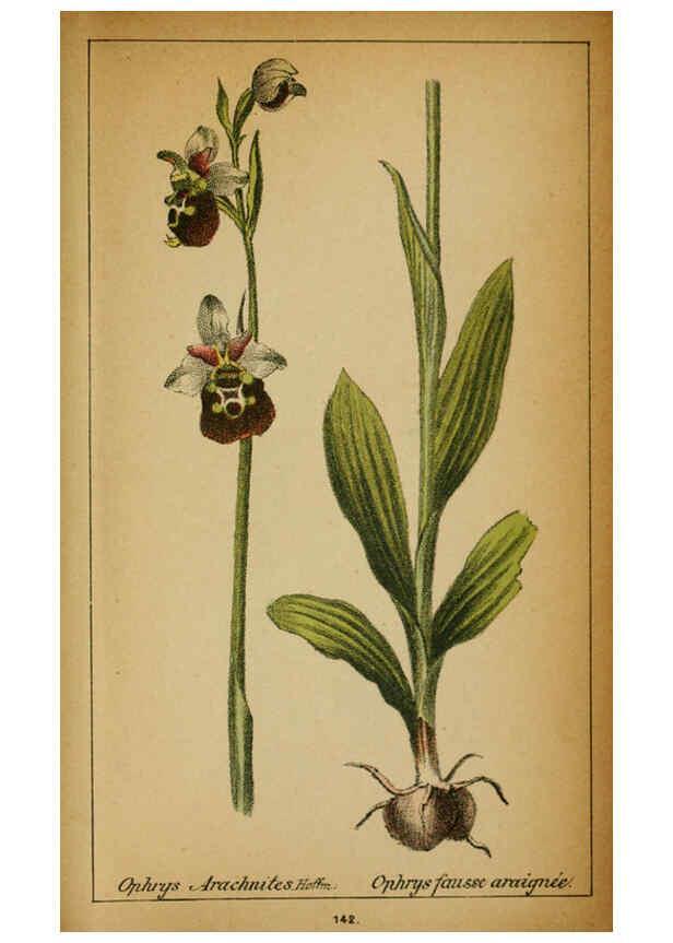 Reproducción/Reproduction 6032238056: Choix de plantes de l'Europe centrale et particulièrement de la Suisse et de la Savoie Genève,F. Richard,1878