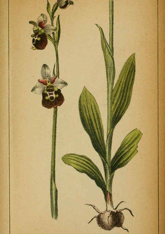 Reproducción/Reproduction 6032238056: Choix de plantes de l'Europe centrale et particulièrement de la Suisse et de la Savoie Genève,F. Richard,1878