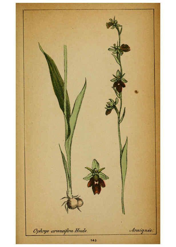 Reproducción/Reproduction 6031680059: Choix de plantes de l'Europe centrale et particulièrement de la Suisse et de la Savoie Genève,F. Richard,1878