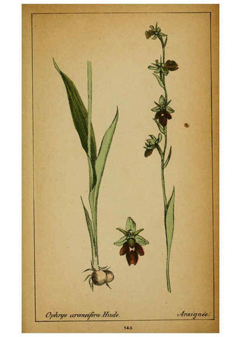 Reproducción/Reproduction 6031680059: Choix de plantes de l'Europe centrale et particulièrement de la Suisse et de la Savoie Genève,F. Richard,1878