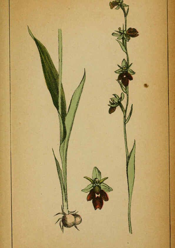 Reproducción/Reproduction 6031680059: Choix de plantes de l'Europe centrale et particulièrement de la Suisse et de la Savoie Genève,F. Richard,1878