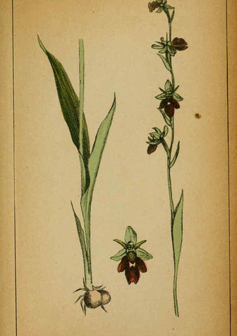 Reproducción/Reproduction 6031680059: Choix de plantes de l'Europe centrale et particulièrement de la Suisse et de la Savoie Genève,F. Richard,1878