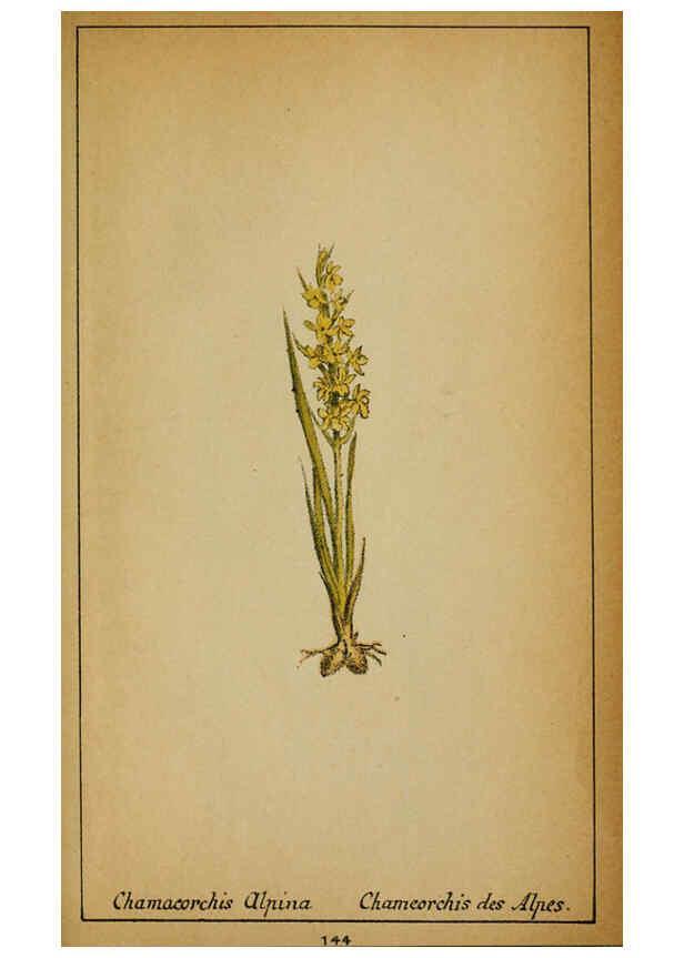 Reproducción/Reproduction 6031680259: Choix de plantes de l'Europe centrale et particulièrement de la Suisse et de la Savoie Genève,F. Richard,1878