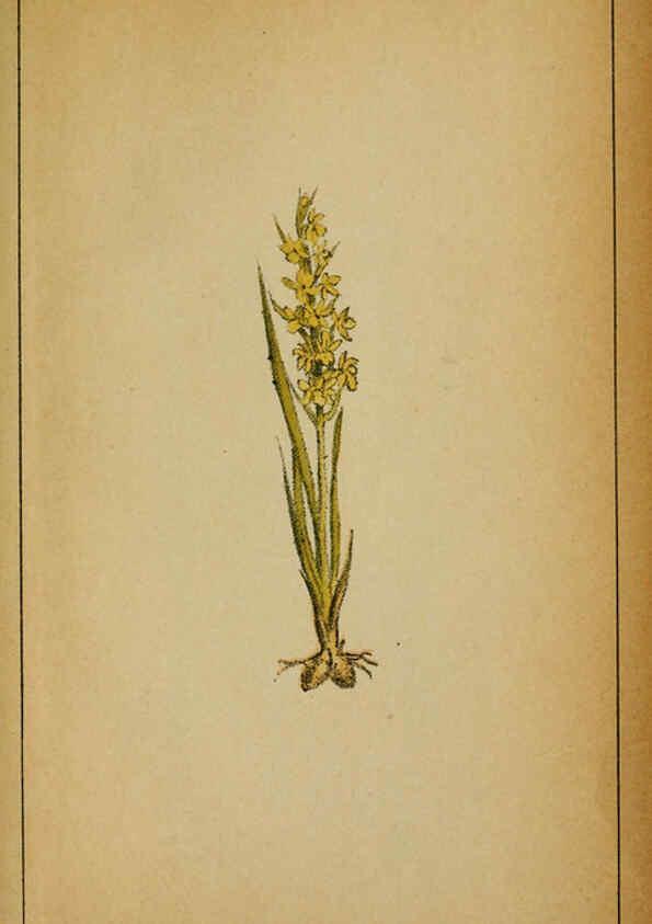 Reproducción/Reproduction 6031680259: Choix de plantes de l'Europe centrale et particulièrement de la Suisse et de la Savoie Genève,F. Richard,1878