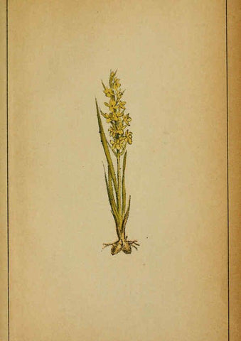 Reproducción/Reproduction 6031680259: Choix de plantes de l'Europe centrale et particulièrement de la Suisse et de la Savoie Genève,F. Richard,1878