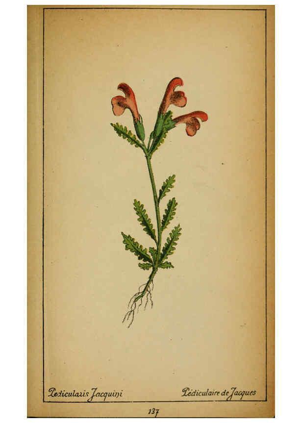 Reproducción/Reproduction 6031678489: Choix de plantes de l'Europe centrale et particulièrement de la Suisse et de la Savoie Genève,F. Richard,1878