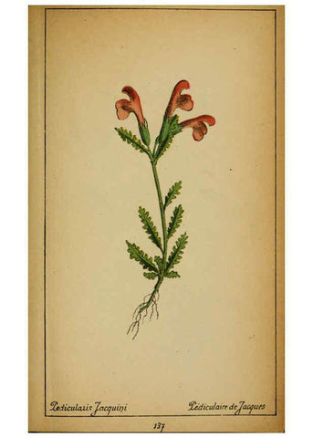 Reproducción/Reproduction 6031678489: Choix de plantes de l'Europe centrale et particulièrement de la Suisse et de la Savoie Genève,F. Richard,1878