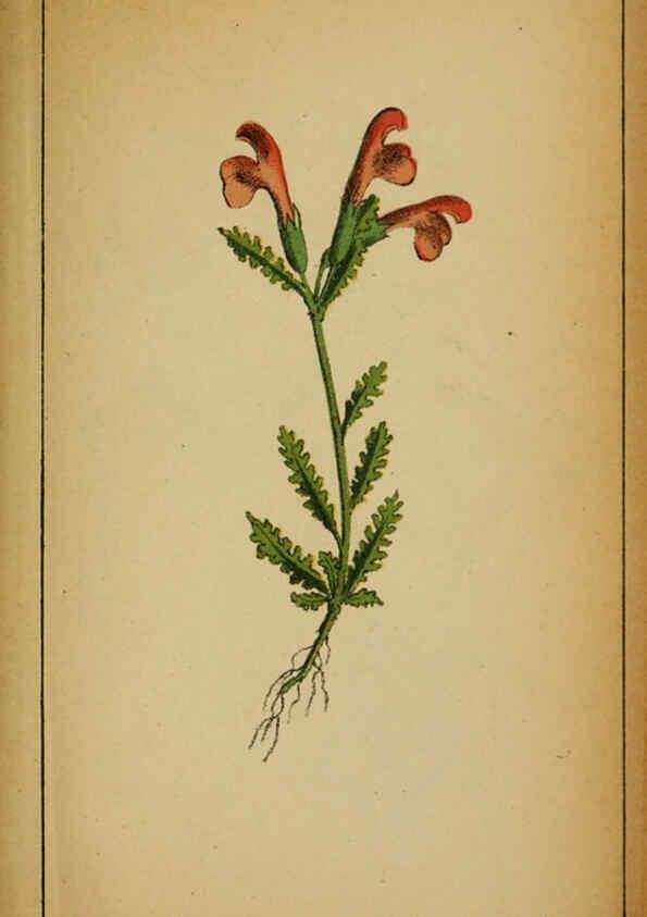 Reproducción/Reproduction 6031678489: Choix de plantes de l'Europe centrale et particulièrement de la Suisse et de la Savoie Genève,F. Richard,1878