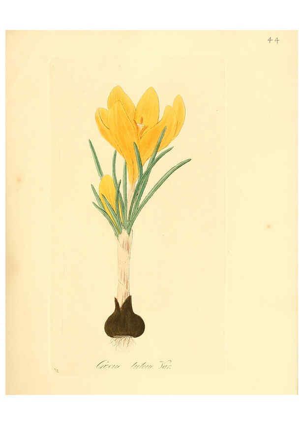 Reproducción/Reproduction 6032536706: Flora medica, oder, Abbildung der wichtigsten officinellen Pflanzen Jena,August Schmid,1831 [i.e. 1829-1831] 