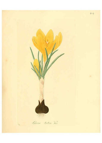 Reproducción/Reproduction 6032536706: Flora medica, oder, Abbildung der wichtigsten officinellen Pflanzen Jena,August Schmid,1831 [i.e. 1829-1831] 