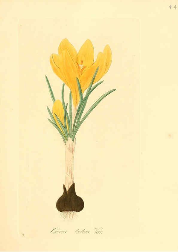 Reproducción/Reproduction 6032536706: Flora medica, oder, Abbildung der wichtigsten officinellen Pflanzen Jena,August Schmid,1831 [i.e. 1829-1831] 