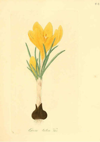 Reproducción/Reproduction 6032536706: Flora medica, oder, Abbildung der wichtigsten officinellen Pflanzen Jena,August Schmid,1831 [i.e. 1829-1831] 