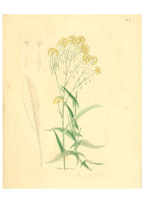 Reproducción/Reproduction 6031977545: Flora medica, oder, Abbildung der wichtigsten officinellen Pflanzen Jena,August Schmid,1831 [i.e. 1829-1831] 