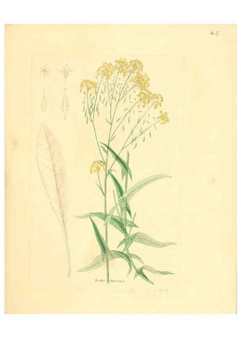 Reproducción/Reproduction 6031977545: Flora medica, oder, Abbildung der wichtigsten officinellen Pflanzen Jena,August Schmid,1831 [i.e. 1829-1831] 