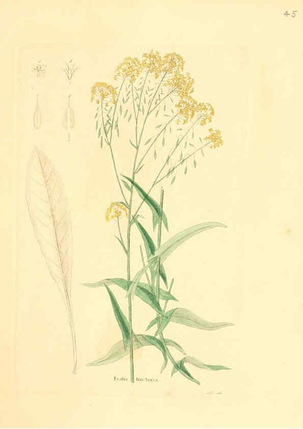 Reproducción/Reproduction 6031977545: Flora medica, oder, Abbildung der wichtigsten officinellen Pflanzen Jena,August Schmid,1831 [i.e. 1829-1831] 