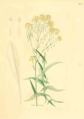 Reproducción/Reproduction 6031977545: Flora medica, oder, Abbildung der wichtigsten officinellen Pflanzen Jena,August Schmid,1831 [i.e. 1829-1831] 