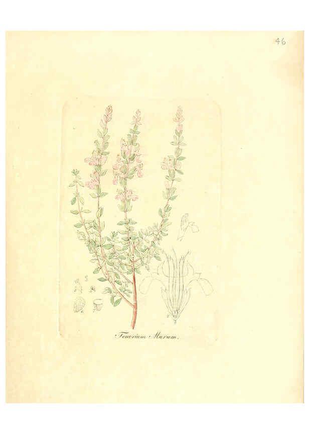 Reproducción/Reproduction 6031977743: Flora medica, oder, Abbildung der wichtigsten officinellen Pflanzen Jena,August Schmid,1831 [i.e. 1829-1831] 