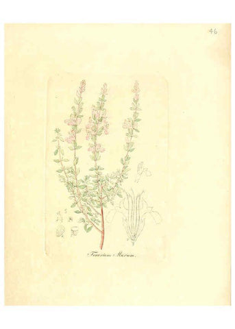 Reproducción/Reproduction 6031977743: Flora medica, oder, Abbildung der wichtigsten officinellen Pflanzen Jena,August Schmid,1831 [i.e. 1829-1831] 