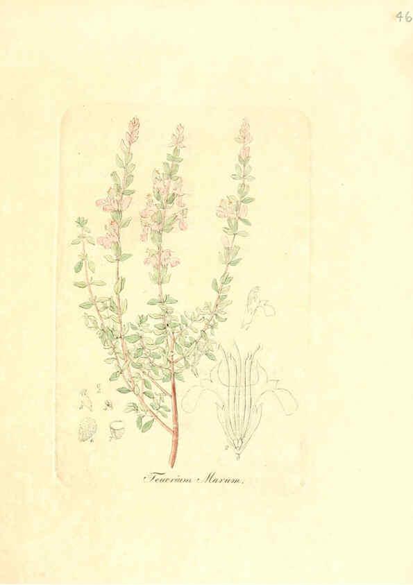 Reproducción/Reproduction 6031977743: Flora medica, oder, Abbildung der wichtigsten officinellen Pflanzen Jena,August Schmid,1831 [i.e. 1829-1831] 