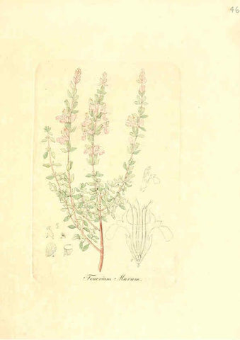 Reproducción/Reproduction 6031977743: Flora medica, oder, Abbildung der wichtigsten officinellen Pflanzen Jena,August Schmid,1831 [i.e. 1829-1831] 