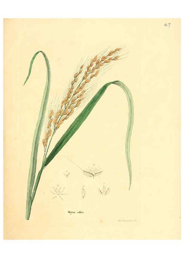 Reproducción/Reproduction 6032537510: Flora medica, oder, Abbildung der wichtigsten officinellen Pflanzen Jena,August Schmid,1831 [i.e. 1829-1831] 