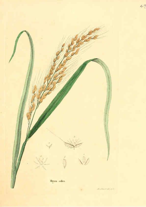 Reproducción/Reproduction 6032537510: Flora medica, oder, Abbildung der wichtigsten officinellen Pflanzen Jena,August Schmid,1831 [i.e. 1829-1831] 
