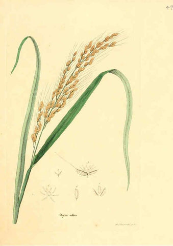Reproducción/Reproduction 6032537510: Flora medica, oder, Abbildung der wichtigsten officinellen Pflanzen Jena,August Schmid,1831 [i.e. 1829-1831] 