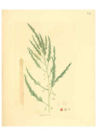 Reproducción/Reproduction 6032537838: Flora medica, oder, Abbildung der wichtigsten officinellen Pflanzen Jena,August Schmid,1831 [i.e. 1829-1831] 