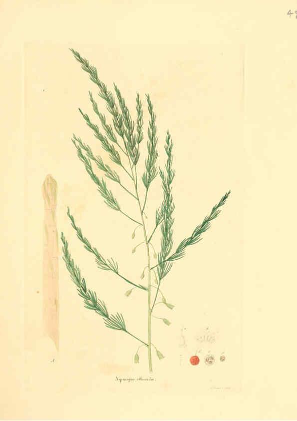 Reproducción/Reproduction 6032537838: Flora medica, oder, Abbildung der wichtigsten officinellen Pflanzen Jena,August Schmid,1831 [i.e. 1829-1831] 
