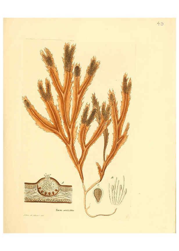 Reproducción/Reproduction 6032538118: Flora medica, oder, Abbildung der wichtigsten officinellen Pflanzen Jena,August Schmid,1831 [i.e. 1829-1831] 