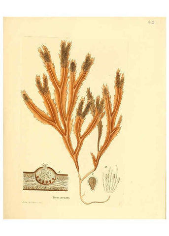 Reproducción/Reproduction 6032538118: Flora medica, oder, Abbildung der wichtigsten officinellen Pflanzen Jena,August Schmid,1831 [i.e. 1829-1831] 