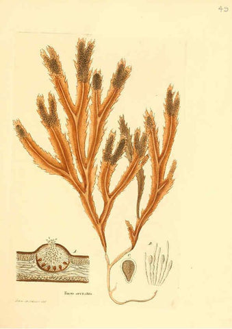 Reproducción/Reproduction 6032538118: Flora medica, oder, Abbildung der wichtigsten officinellen Pflanzen Jena,August Schmid,1831 [i.e. 1829-1831] 